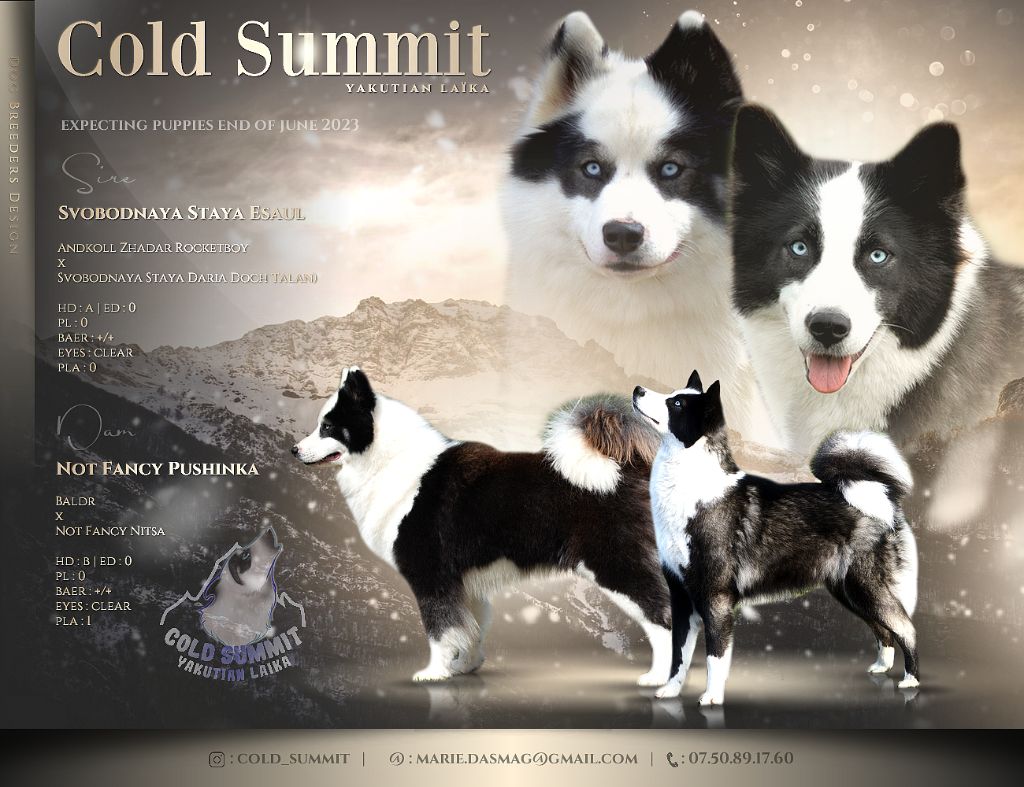 chiot Laika de iakoutie Cold Summit