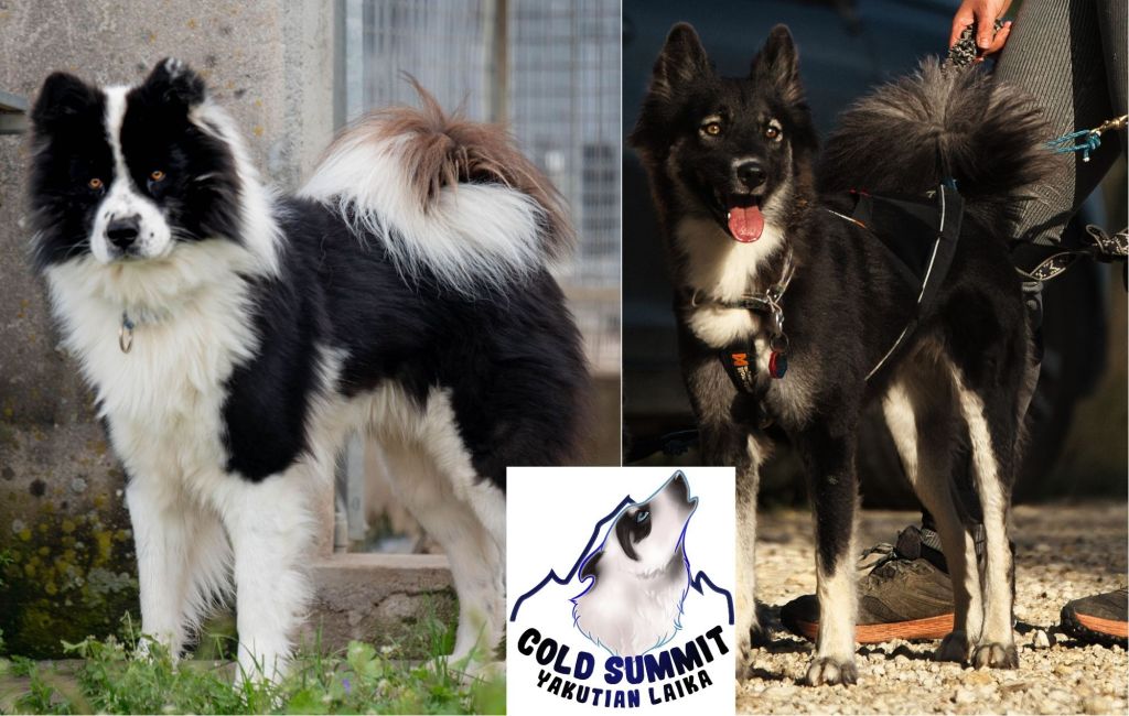 Cold Summit - Portée 2025 - Thundra x Elvis