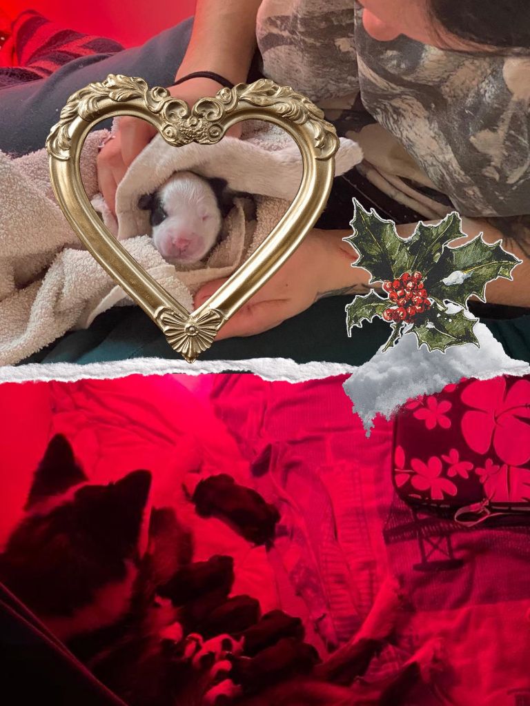 Naissances de décembre