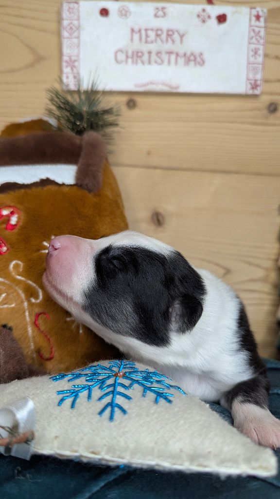 Cold Summit - Chiots disponibles - Laika de iakoutie