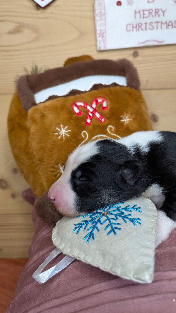 Cold Summit - Chiots disponibles - Laika de iakoutie