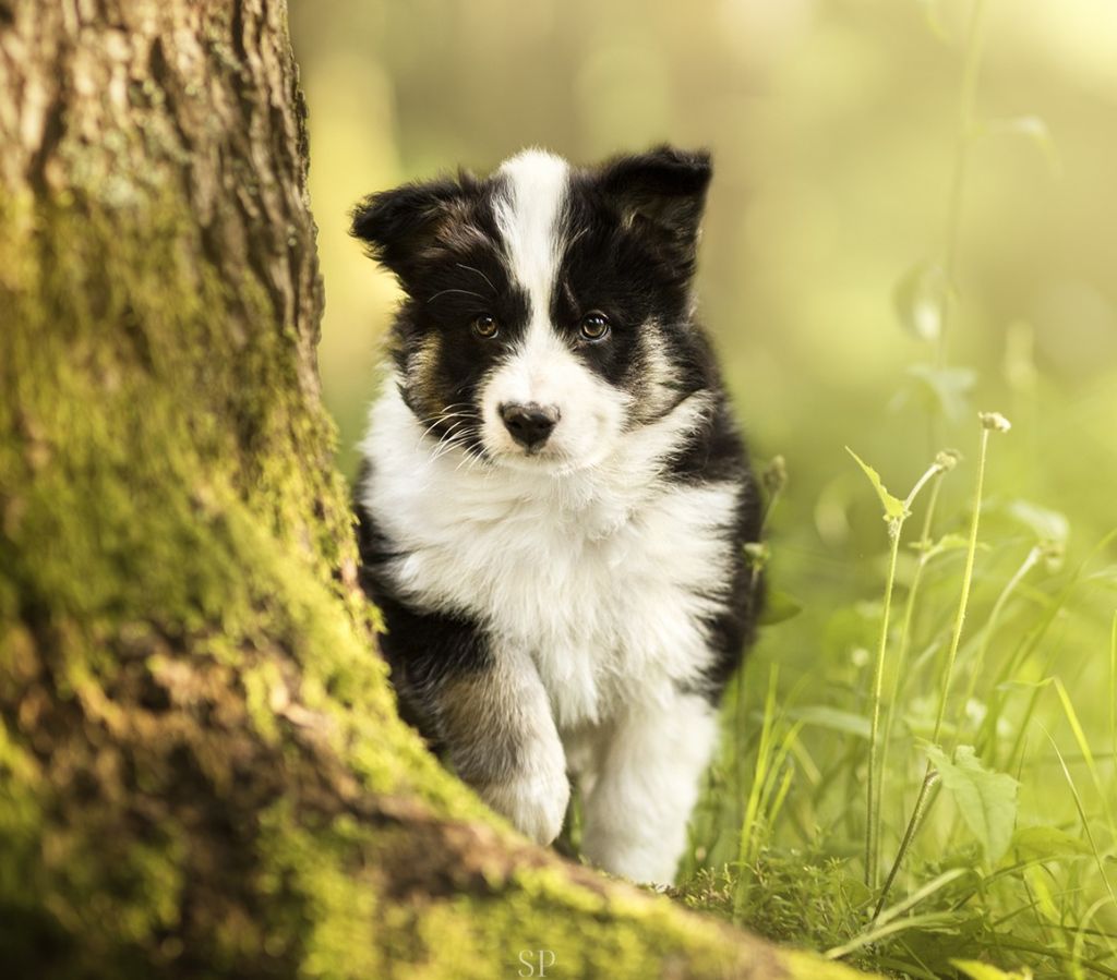 Cold Summit - Chiots disponibles - Laika de iakoutie