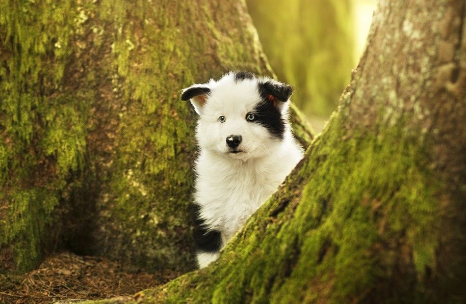 Cold Summit - Chiots disponibles - Laika de iakoutie