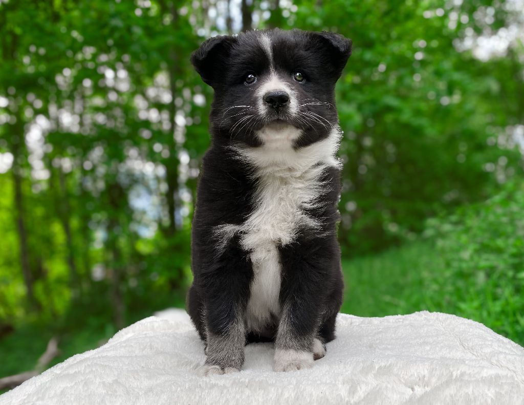Cold Summit - Chiots disponibles - Laika de iakoutie