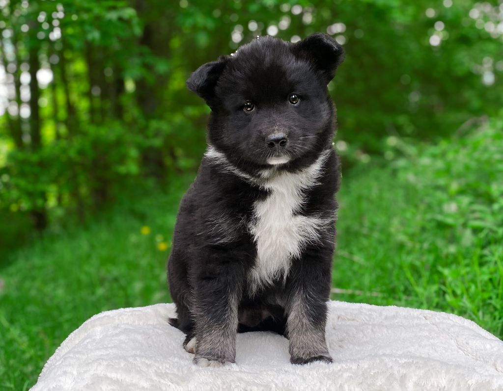 Cold Summit - Chiots disponibles - Laika de iakoutie