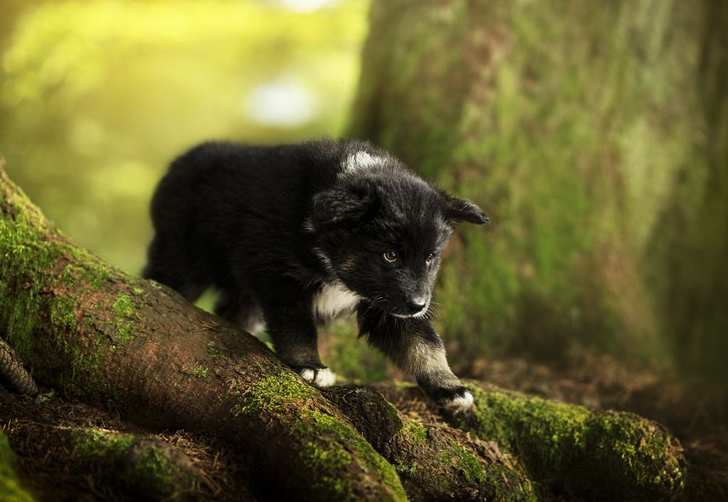 Cold Summit - Chiots disponibles - Laika de iakoutie