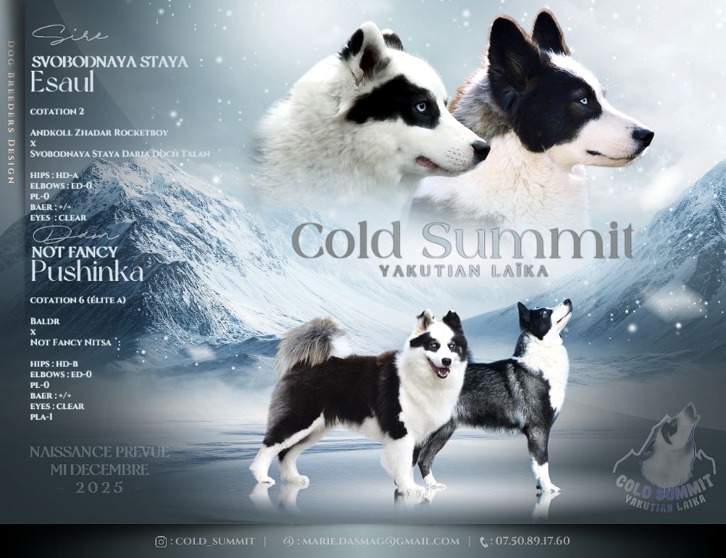 Chiot Laika de iakoutie Cold Summit