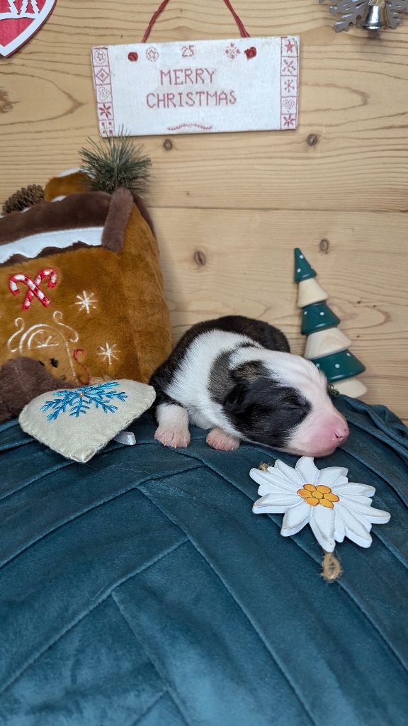 Cold Summit - Chiots disponibles - Laika de iakoutie