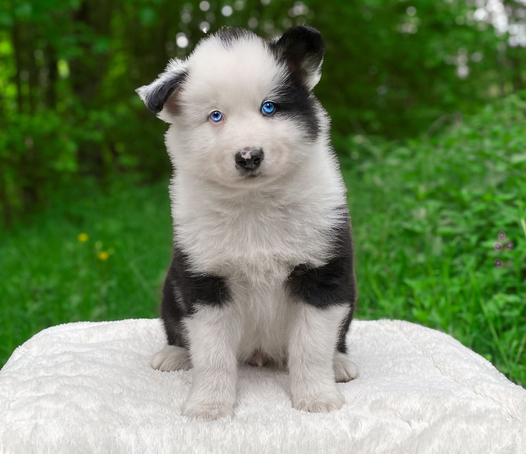 Cold Summit - Chiots disponibles - Laika de iakoutie