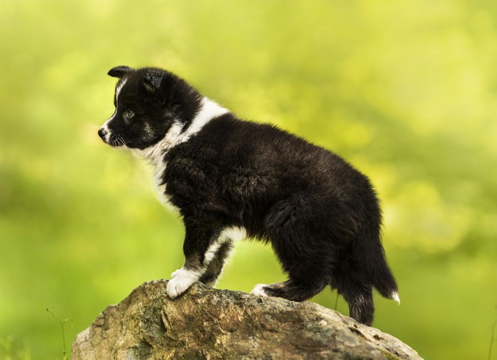 Cold Summit - Chiots disponibles - Laika de iakoutie