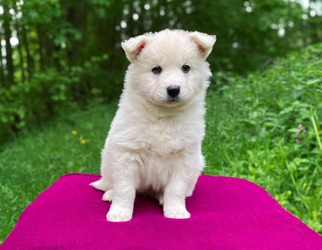 Cold Summit - Chiots disponibles - Laika de iakoutie