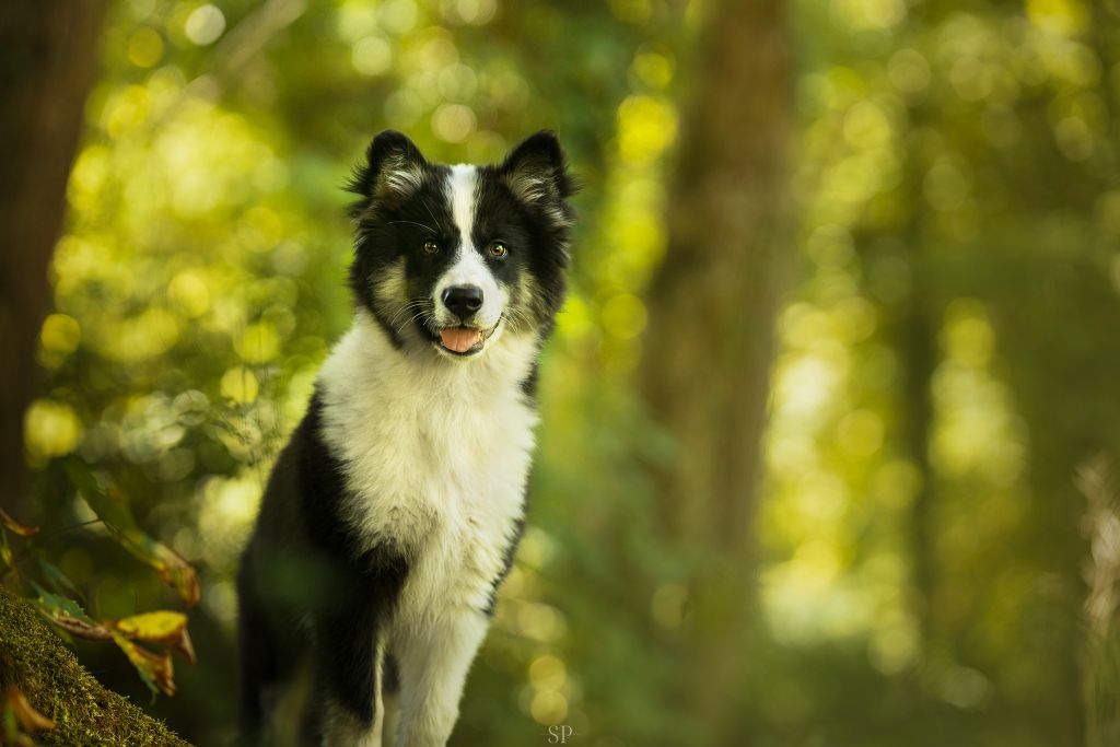 Cold Summit - Chiots disponibles - Laika de iakoutie