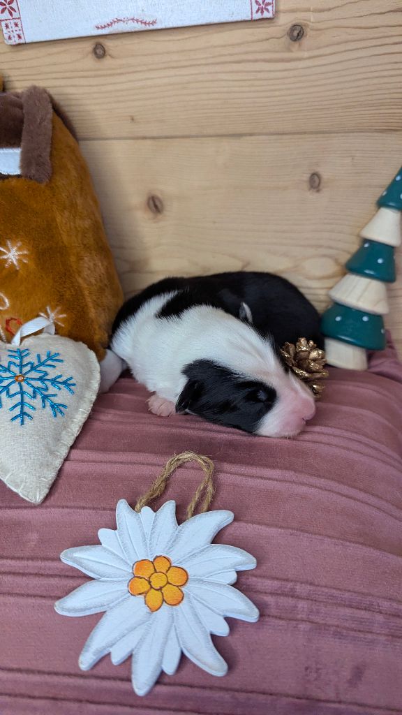 Cold Summit - Chiots disponibles - Laika de iakoutie