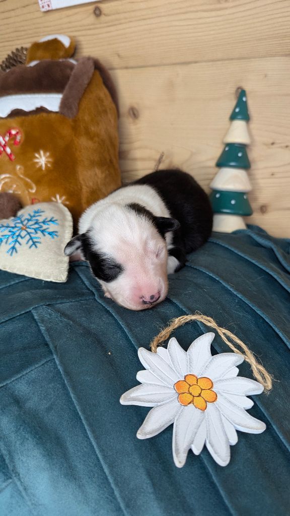 Cold Summit - Chiots disponibles - Laika de iakoutie