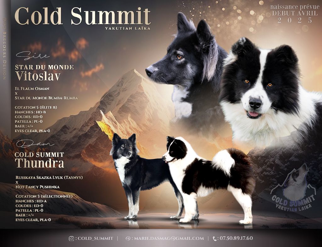 Chiot Laika de iakoutie Cold Summit
