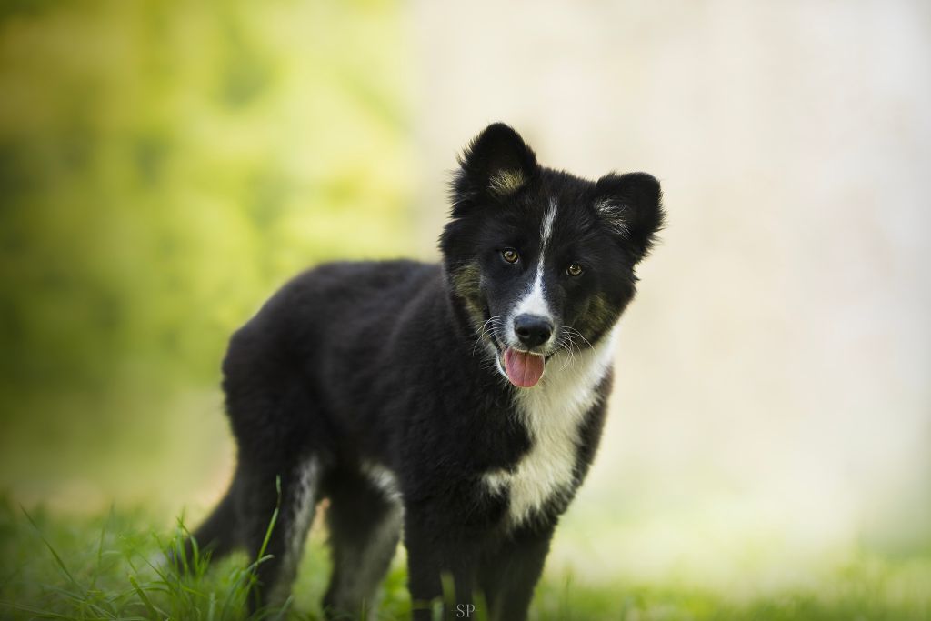 Cold Summit - Chiots disponibles - Laika de iakoutie