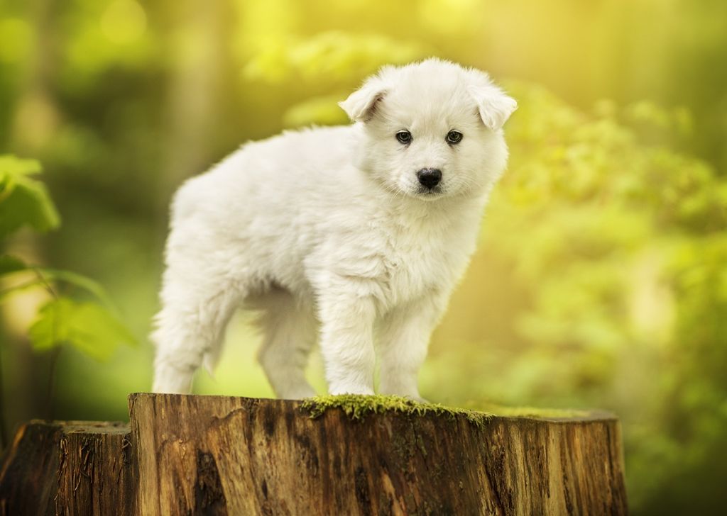 Cold Summit - Chiots disponibles - Laika de iakoutie