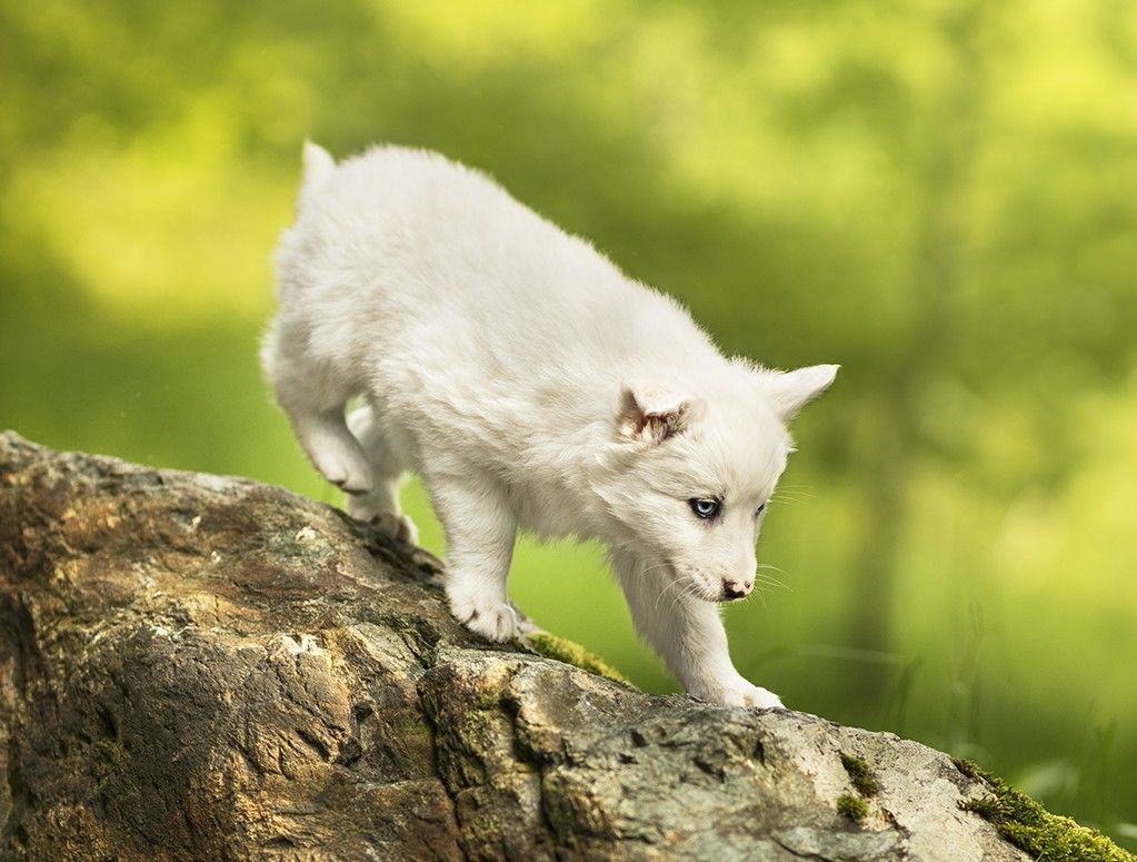 Cold Summit - Chiots disponibles - Laika de iakoutie