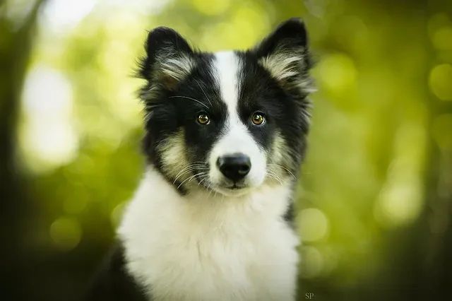 Cold Summit - Chiots disponibles - Laika de iakoutie
