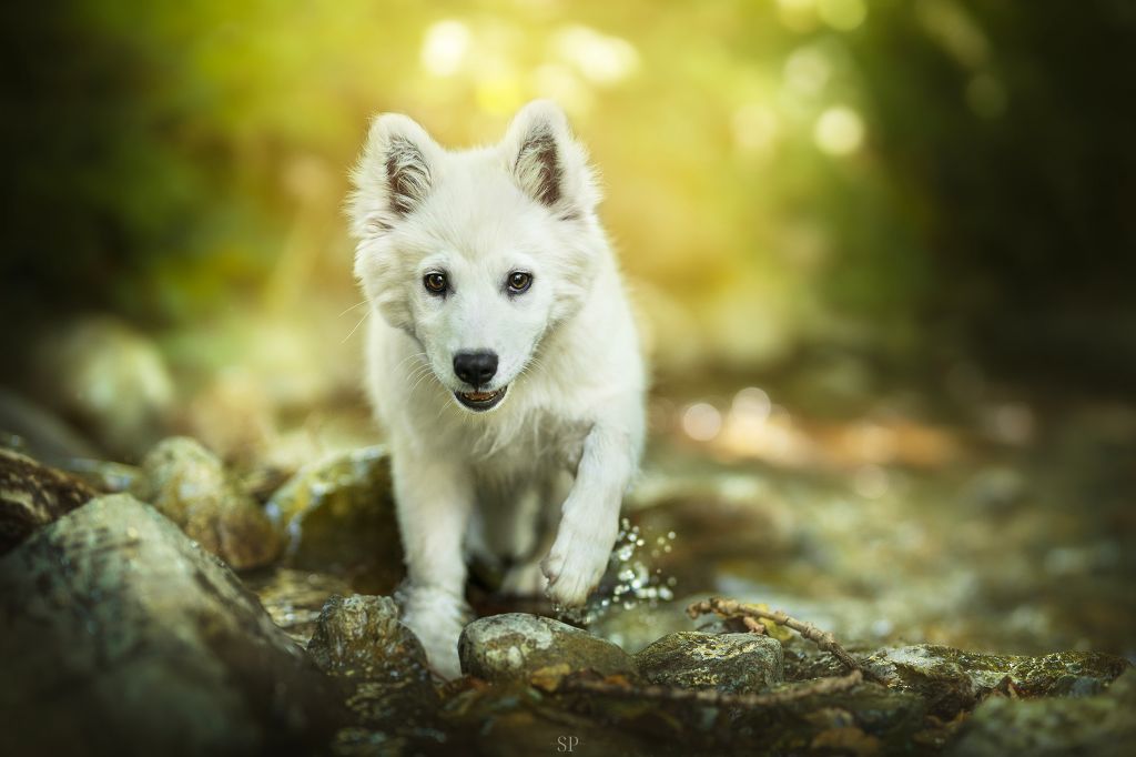 Cold Summit - Chiots disponibles - Laika de iakoutie