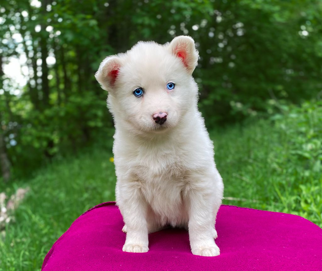 Cold Summit - Chiots disponibles - Laika de iakoutie