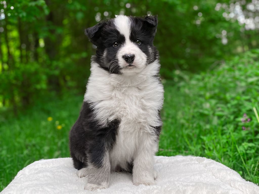 Cold Summit - Chiots disponibles - Laika de iakoutie